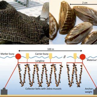 Manual on mussel farming.